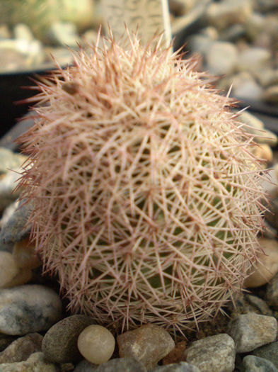 Echinocereus bristolii pseudopectinatus - Echinocereus