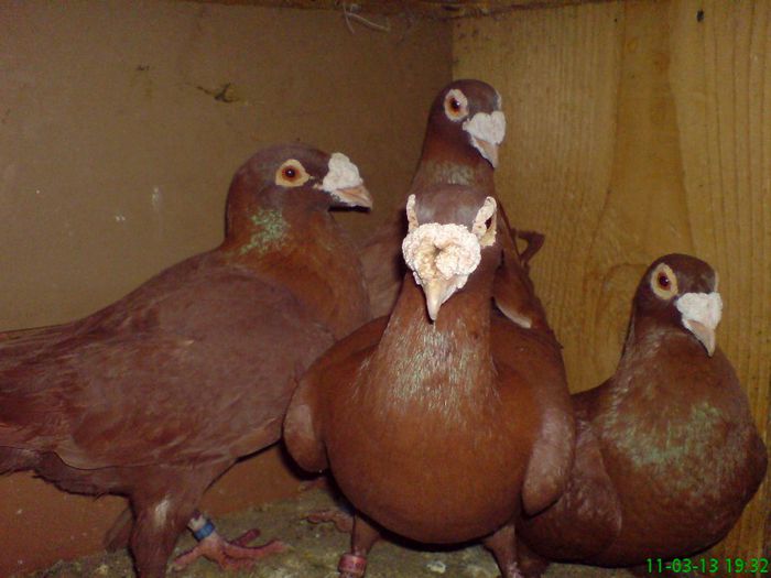 DSC02748 - Voiajori matca