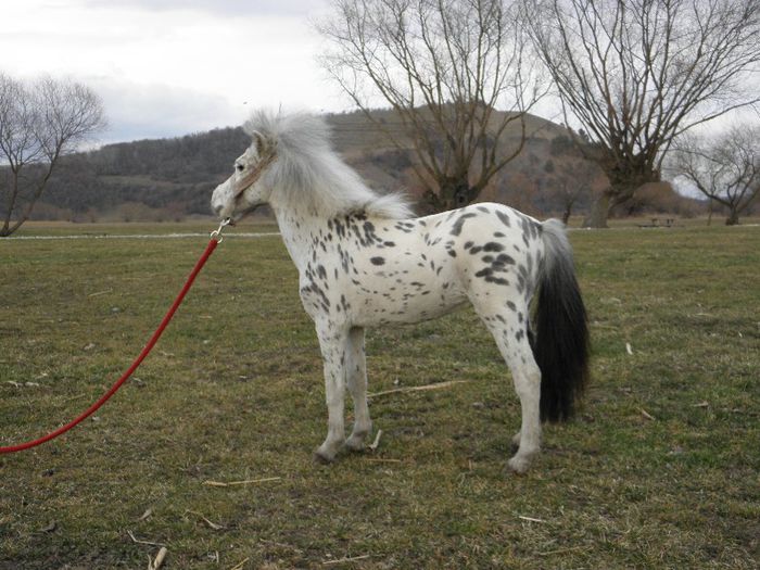 MINIPONEI APPALOOSA
