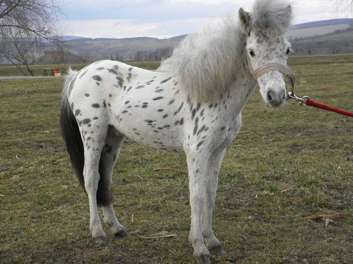 MINIPONEI APPALOOSA