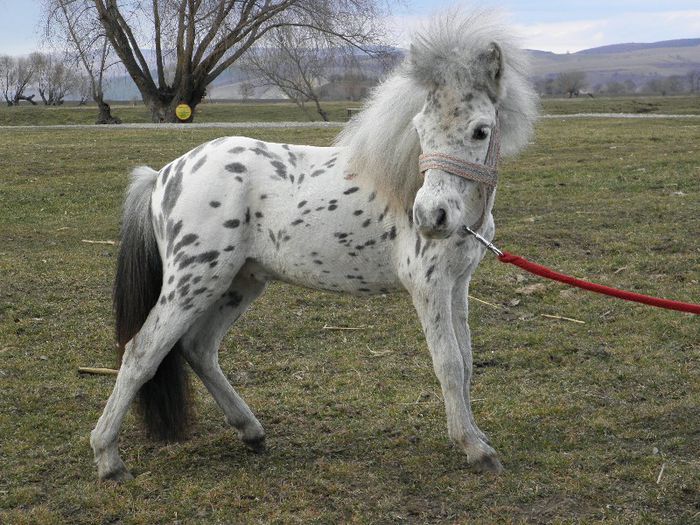 MINIPONEI APPALOOSA