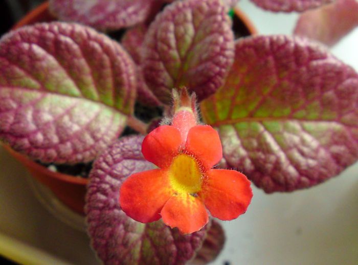 Strawberry Mist - Gesneriaceae