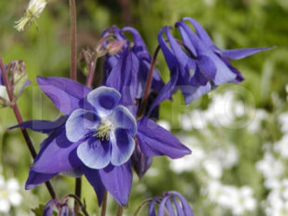 Caldarusa-Aquilegia-vulgaris