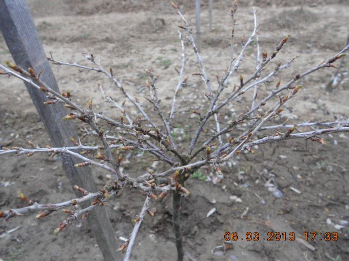 agris pe tulpina inalta