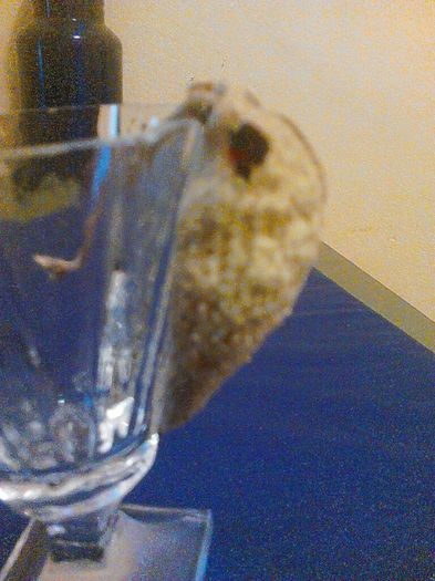 asclepias; floarea papagal
