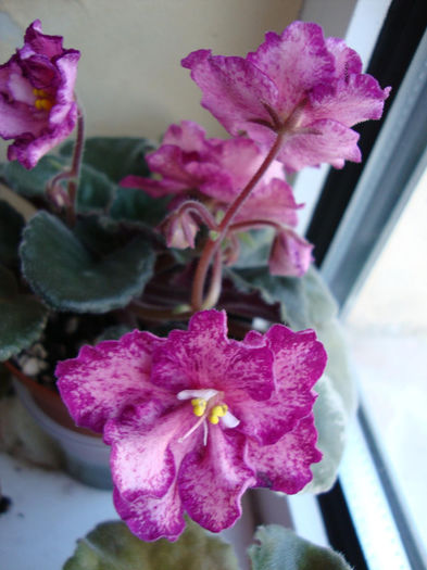 DSC06761 - Violete 2013