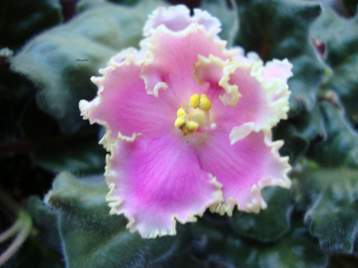 DSC06762 - Violete 2013