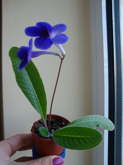 DSC06757 - Streptocarpus 2013