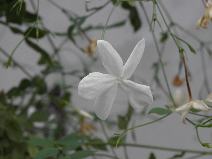 P9140026 - Jasmin - Officinale grandiflorum sau Poet s Jasmin