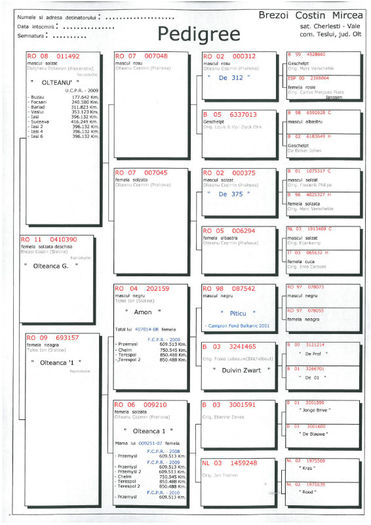 P. OlteancaG 410390 2011 - Pedigree Femele