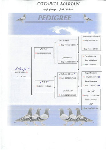 P. Cravata 818781 2011 - Pedigree Masculi