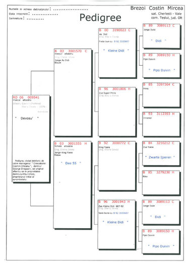 P. Devosu  009541 06 - Pedigree Masculi