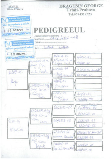 P. George 002701 2008 - Pedigree Masculi