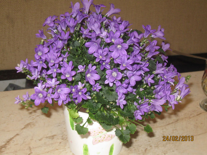Campanula - Alte plante diverse