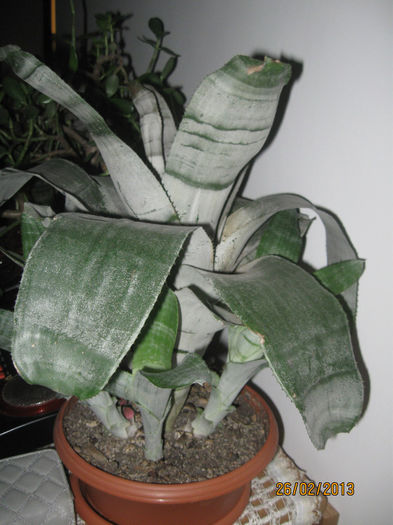 IMG_0044 - Alte plante diverse