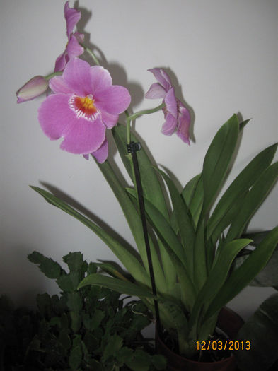 MILTONIA - 1-Orhideele mele dragi