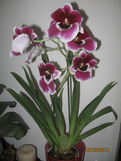 MILTONIA