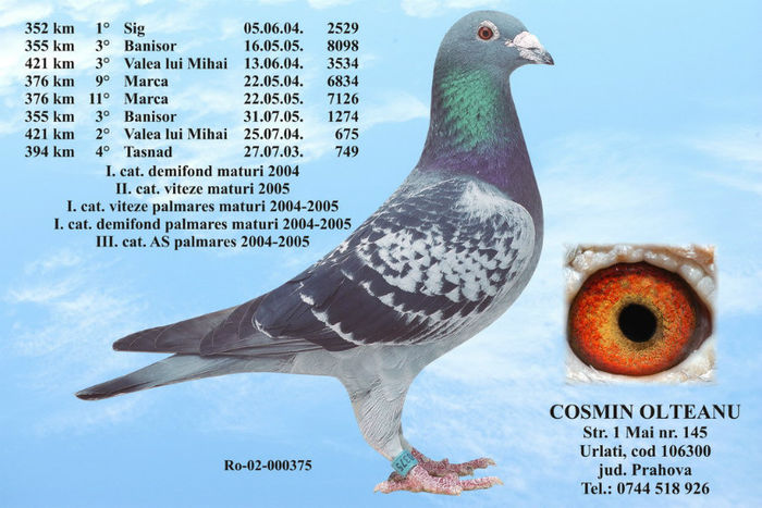 375 - Pedigree Stramosi Matca