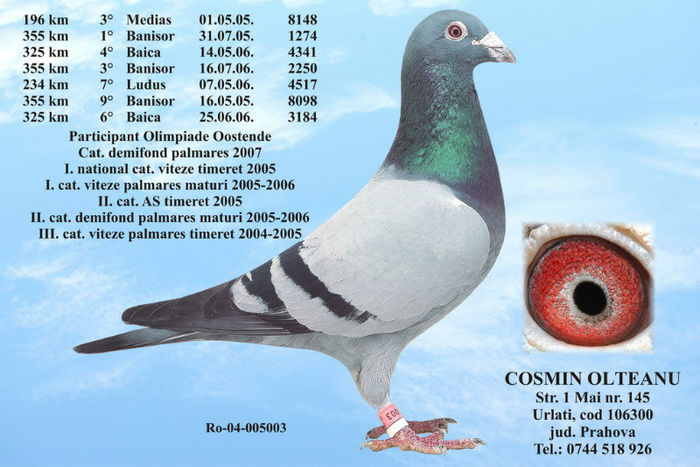 5003 - Pedigree Stramosi Matca