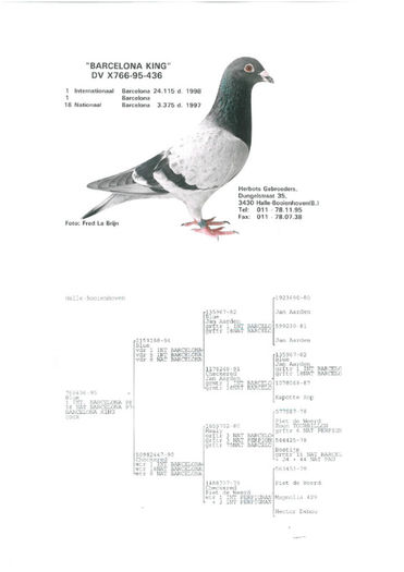 Barcelona King - Pedigree Stramosi Matca