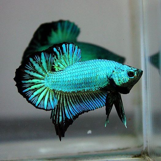 betta; superb
