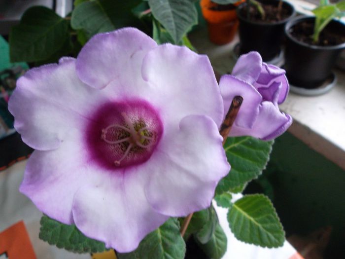 A inflorit in sfarsit! - Gloxinia  2013