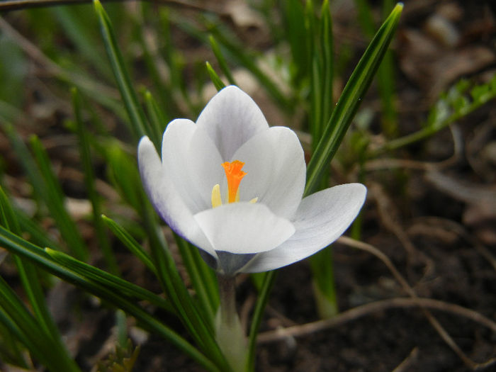 Crocus Prins Claus (2013, March 11)