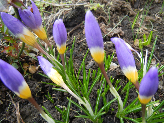 Crocus sieberi Tricolor (2013, March 12) - Crocus sieberi Tricolor