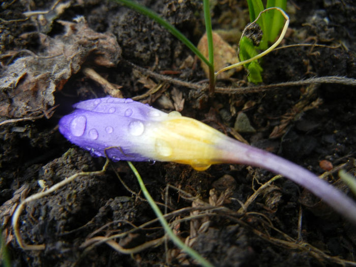 Crocus sieberi Tricolor (2013, March 12) - Crocus sieberi Tricolor