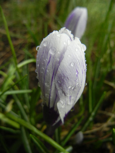 Crocus Pickwick (2013, March 11)