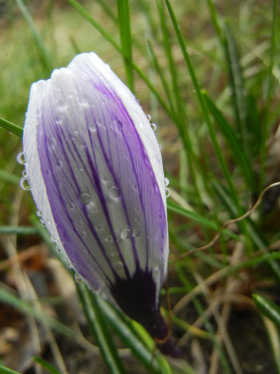 Crocus Pickwick (2013, March 11)