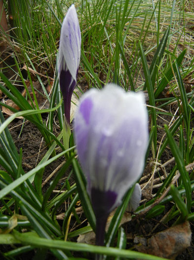 Crocus Pickwick (2013, March 12)