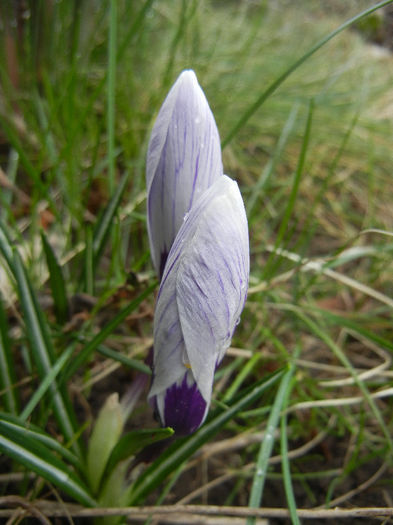 Crocus Pickwick (2013, March 12)