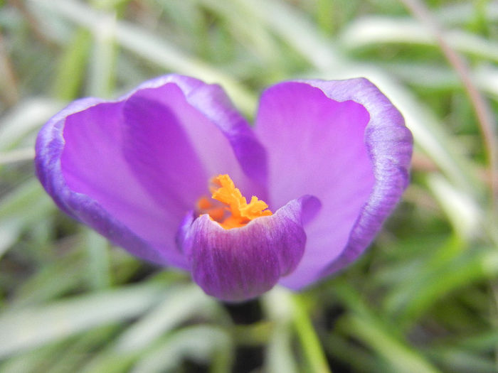 Crocus Flower Record (2013, March 11)