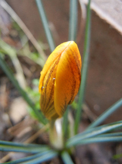 Crocus Gipsy Girl (2013, March 12)