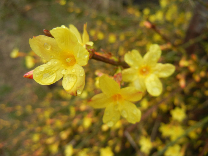 Jasminum nudiflorum (2013, March 11)