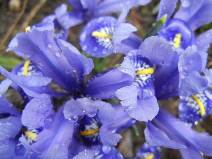 Iris reticulata Blue (2013, March 11)