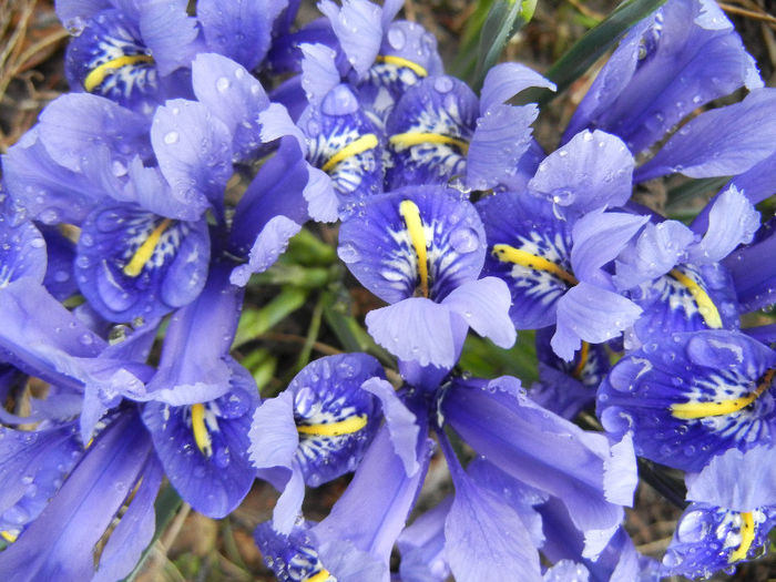 Iris reticulata Blue (2013, March 11)