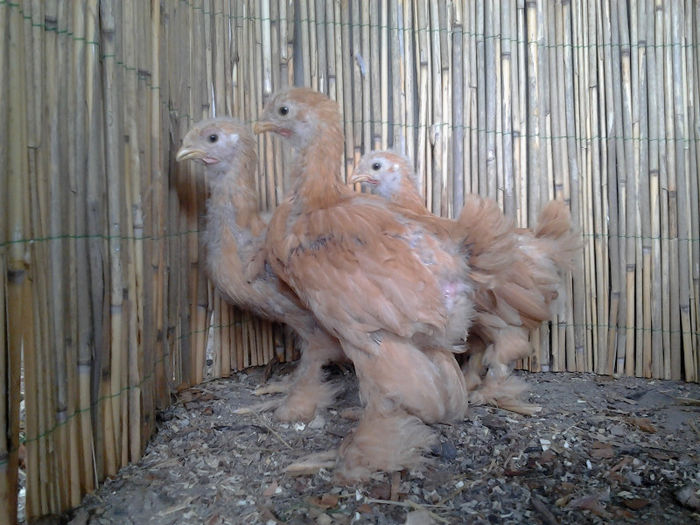 2013-03-12 14.27.31 - pui 2013