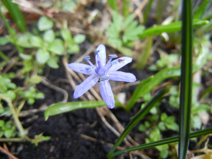 Scilla bifolia_Alpine Squill (2013, Mar.12) - SCILLA Bifolia_Alpine Squill