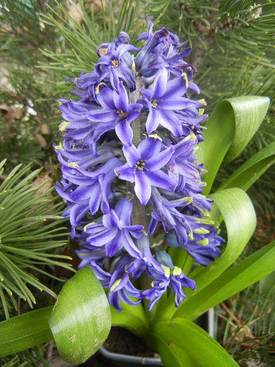 Blue Hyacinth (2013, March 02) - 01 SPRING Burst_Primavara