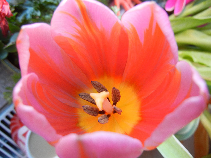 Pink & Red Tulip (2013, March 05) - 01 SPRING Burst_Primavara