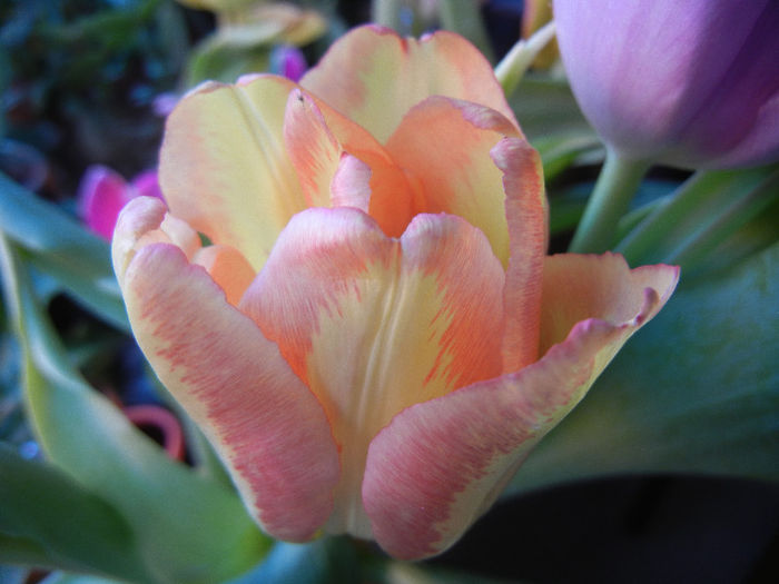 Yellow & Orange Tulip (2013, March 05)