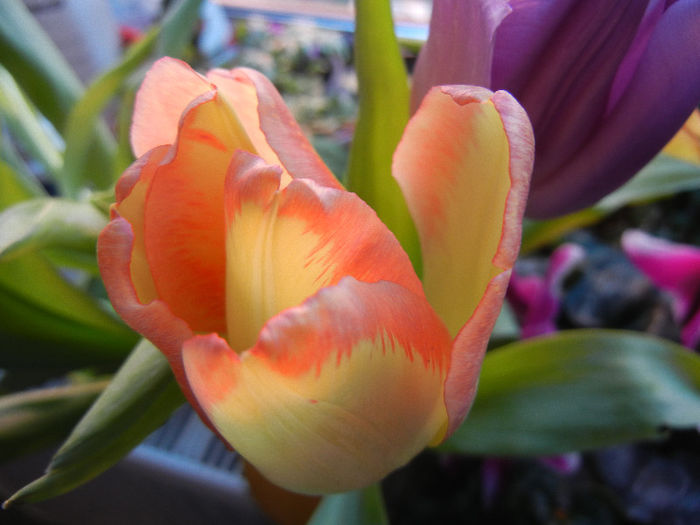 Yellow & Orange Tulip (2013, March 05) - 01 SPRING Burst_Primavara