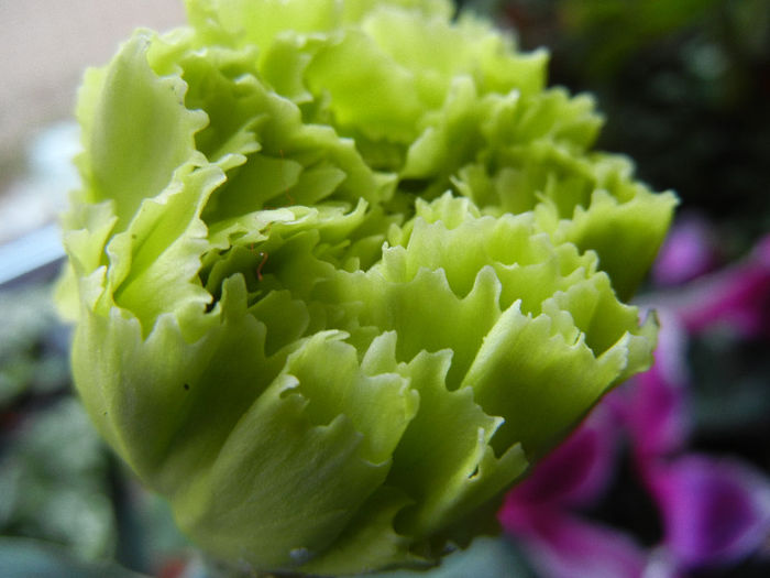 Green Dianthus (2013, March 10) - 01 SPRING Burst_Primavara