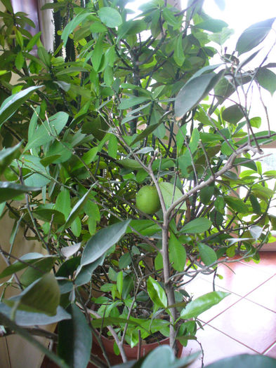 Singura mandarina; e tanara ,nu are decat un an de cand asteapta sa se coaca...noi avem rabdare nu ne grabim!
