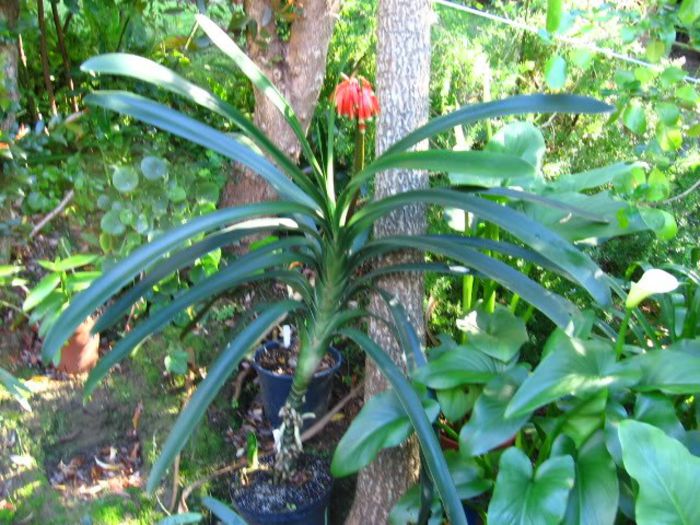 Clivia caulescens - WOOW