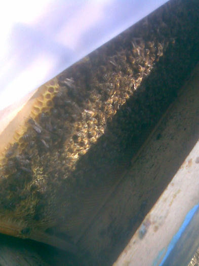 Mr - stupi si funduri av colectoare polen