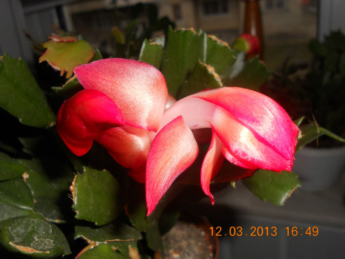 DSCN2769
