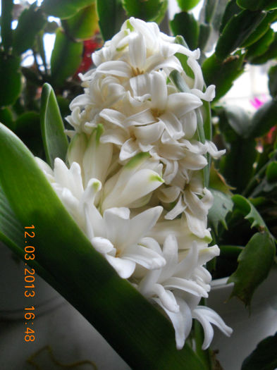 DSCN2767 - Balcon 2012-2013-2014